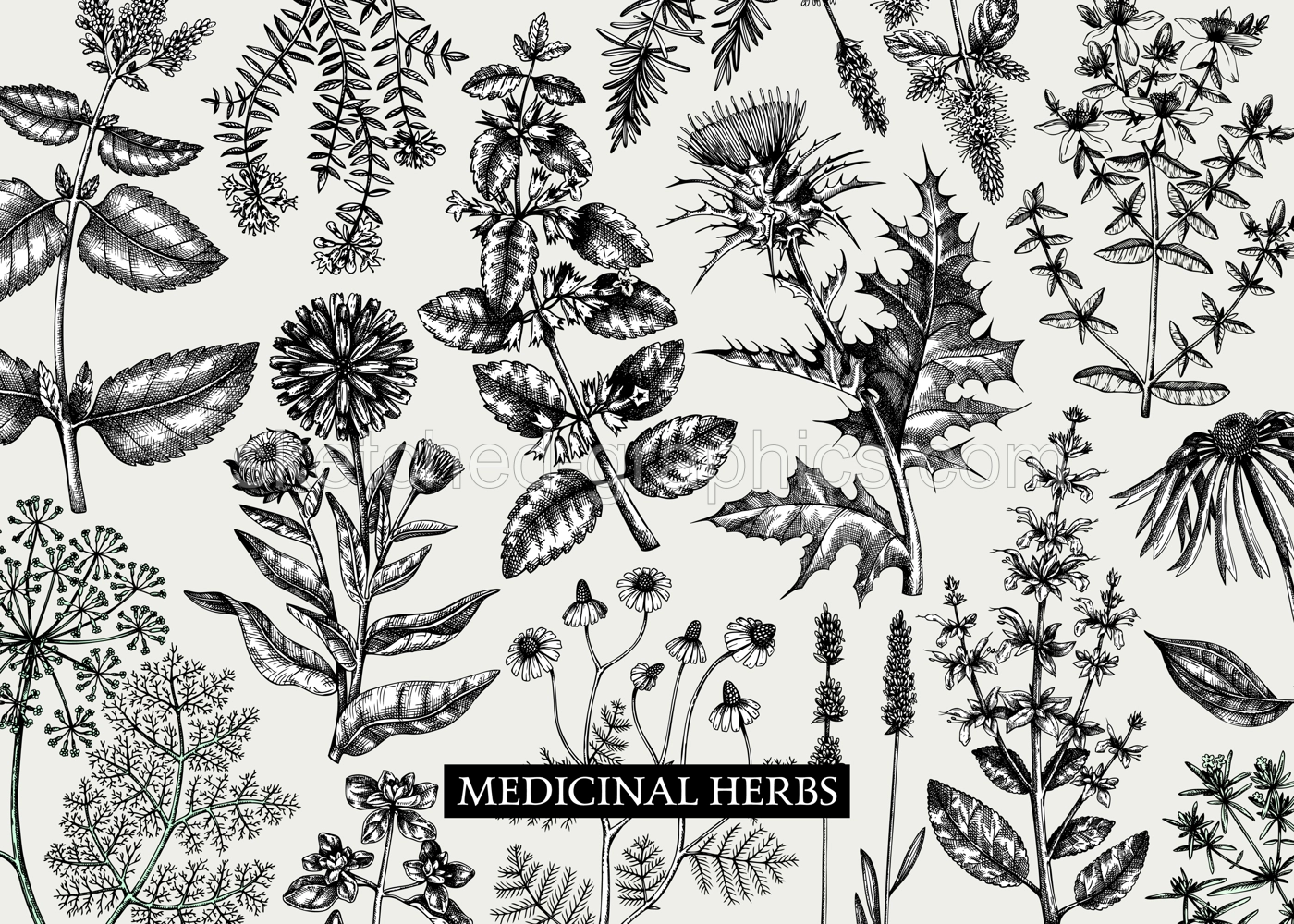 Vintage herbs background. Aromatic plants, medicinal flowers, perfume and cosmetic products, herbal tea ingredients in sketch style. Vector banner design, print, label Illustration